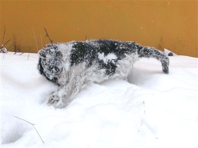 Kedi damdam dama atlarken dondu!