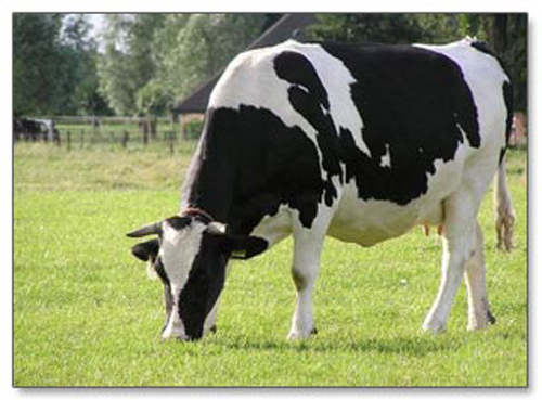 Doğu'da Hayvancılık Yatırımı Desteklenecek