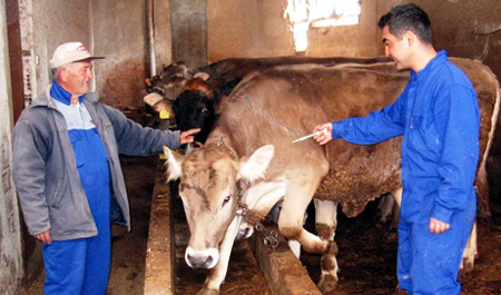 Ardahan'da 410 Hayvan, şap aşısı olacak