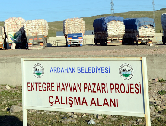 Ardahan'da Hayvan Para Etmiyor, Saman Alırmısınız?