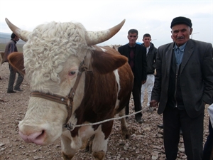 Kurban hareketliliği tüm hızıyla sürüyor