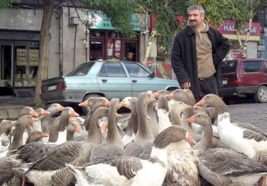 Hayvancılıkda ki durgunluk, kazcılığa yöneltti