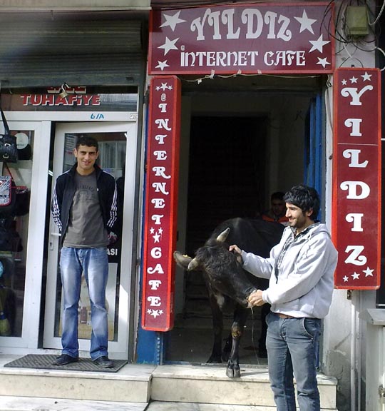 İnek Facebook için Internet Cafeye çıktı