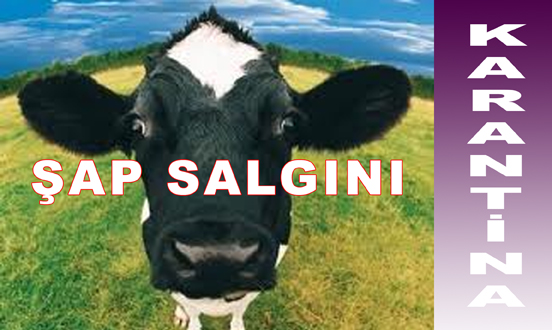 Ardahan'da Şap Karantinası