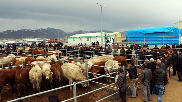 Yetiştiricilere yüzde 80 hibe
