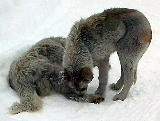 Gölede köpeklerinin itlaf edilmesine tepki