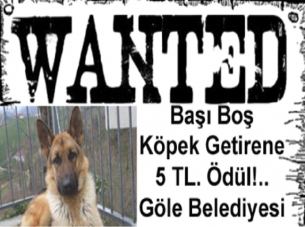 Göle'de ilginç kampanya, Köpeği getir 5 liranı al!