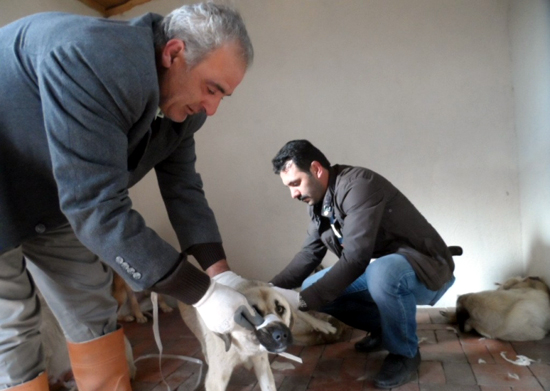 Ardahan Belediyesi köpeklere yuva kurdu