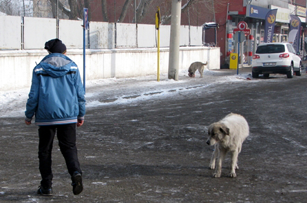 Gölede Başıboş Köpeklerin Tehlikesi