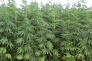 Jandarmadan Çıldır'da Hint Keneviri operasyonu