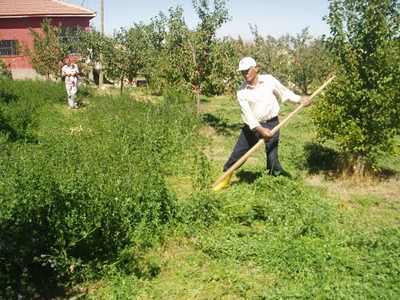 Ardahan'da biçin dönemi başladı
