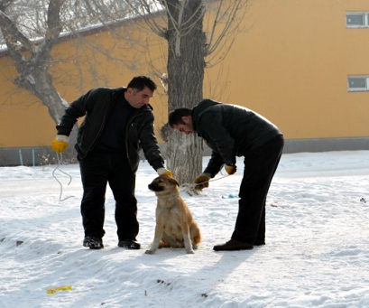 Belediye topluyor, köpek sayısı artıyor!