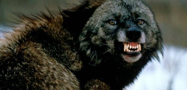 Ardahan'da kuduz köpek paniği