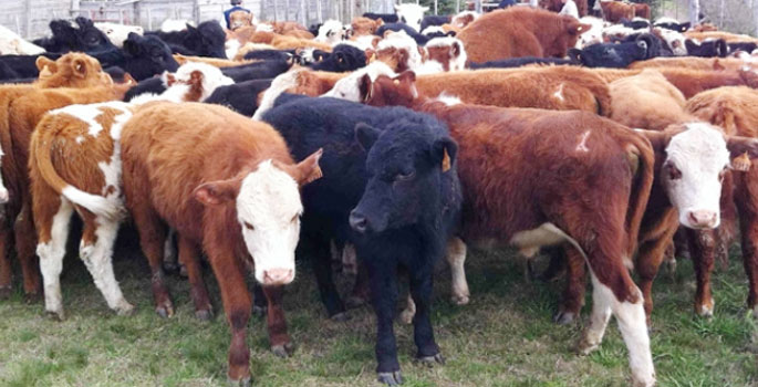 Besicilerin beklediği danalar geliyor