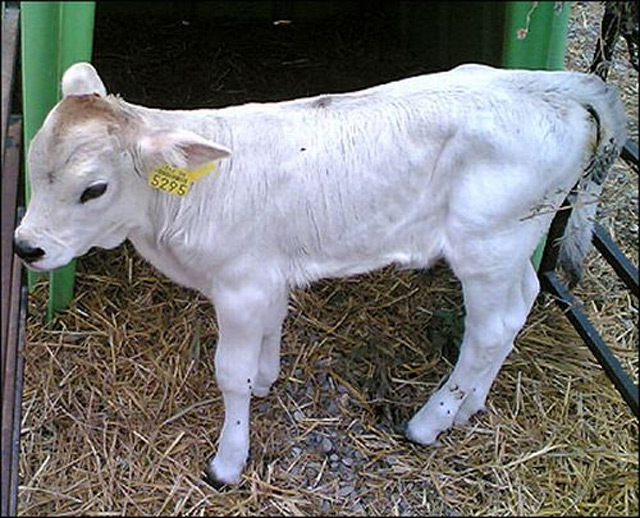 Suni tohumlamada kura devri!