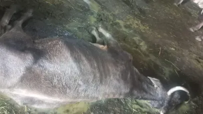 KÖYLÜNÜN FERYADI!