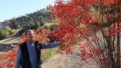 Kaplaç Ağaçları doğayı kırmızıya boyadı