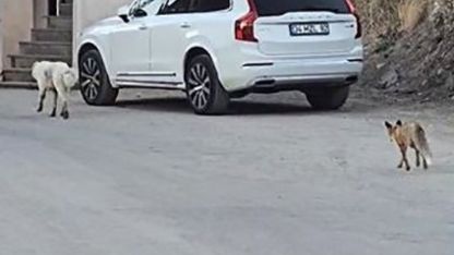 Köpeğin peşine takılan tilki kamerada