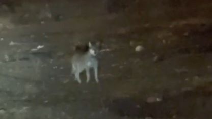 Kars’ın en şaşırtan misafiri: Kurt merkezde gezintiye çıktı