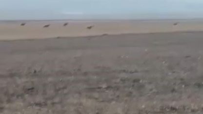 Kars’ta köye inen kurt sürüsü kamerada