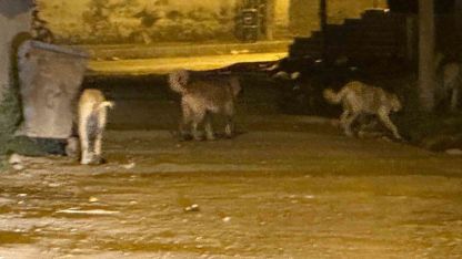 Kağızman’da sokak köpekleri tehlike saçıyor: Vatandaşlar ve veliler tedirgin