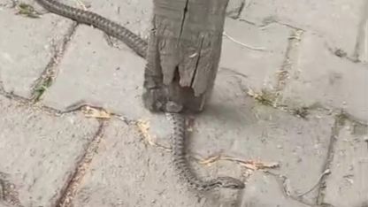 Mahallelinin korkulu rüyası olan yılan, 3 günlük nöbet sonrası yakalandı
