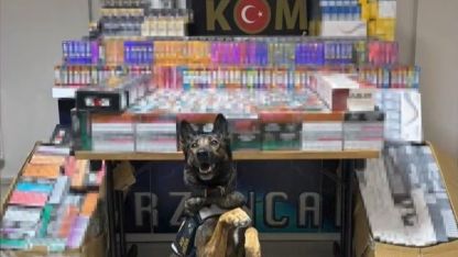 Erzincan’da dedektör köpeği hera, 11 bin 600 kaçak ürünü yakalattı