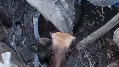 Bataklığa saplanan ineği itfaiye ekipleri kurtardı