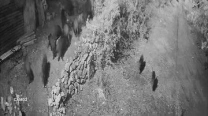 Elazığ’da aç kalan domuz sürüsü bahçeye dadandı