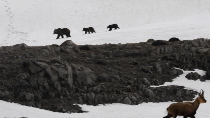 Munzur Dağı’nda nefes kesen anlar: Boz ayıdan kaçan dağ keçileri kamerada
