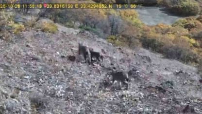 Avlanan vaşak ve yavruları fotokapana takıldı