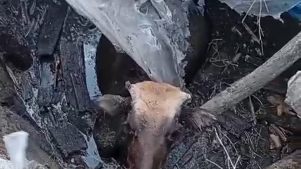 Bataklığa saplanan ineği itfaiye ekipleri kurtardı