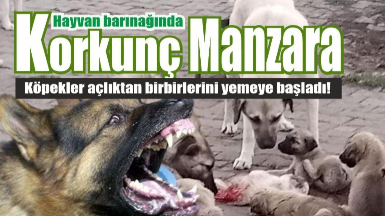 Damal’da aç bırakılan köpekler dehşet saçtı