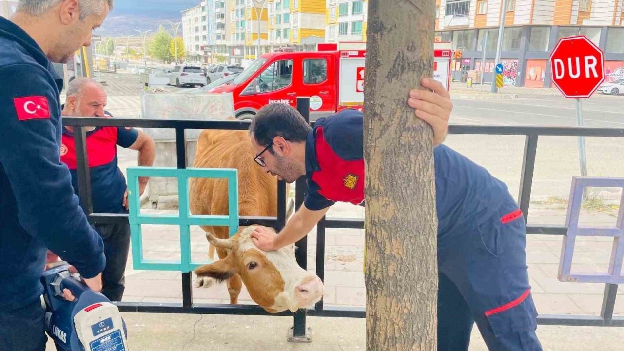 Demir korkuluklara sıkışan inek kurtarıldı