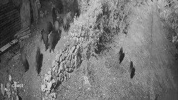 Elazığ’da aç kalan domuz sürüsü bahçeye dadandı