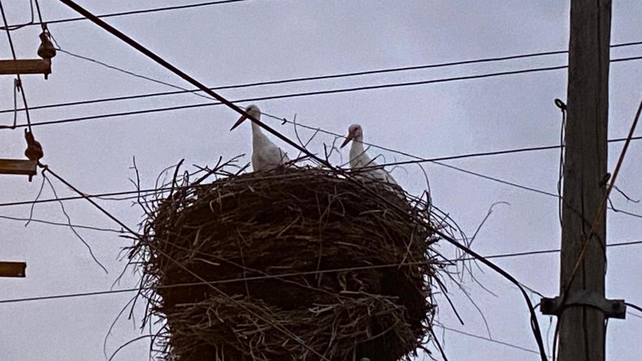 Kasım soğuğuna rağmen leylekler Ardahan’da kaldı