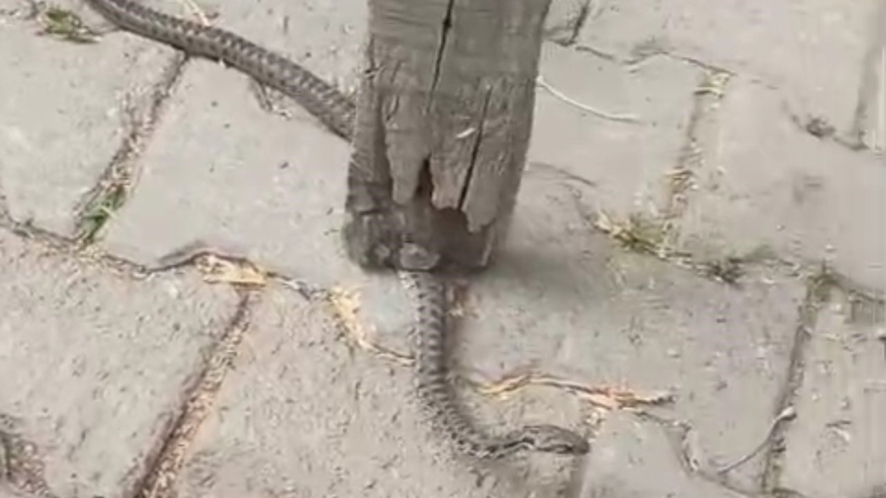 Mahallelinin korkulu rüyası olan yılan, 3 günlük nöbet sonrası yakalandı