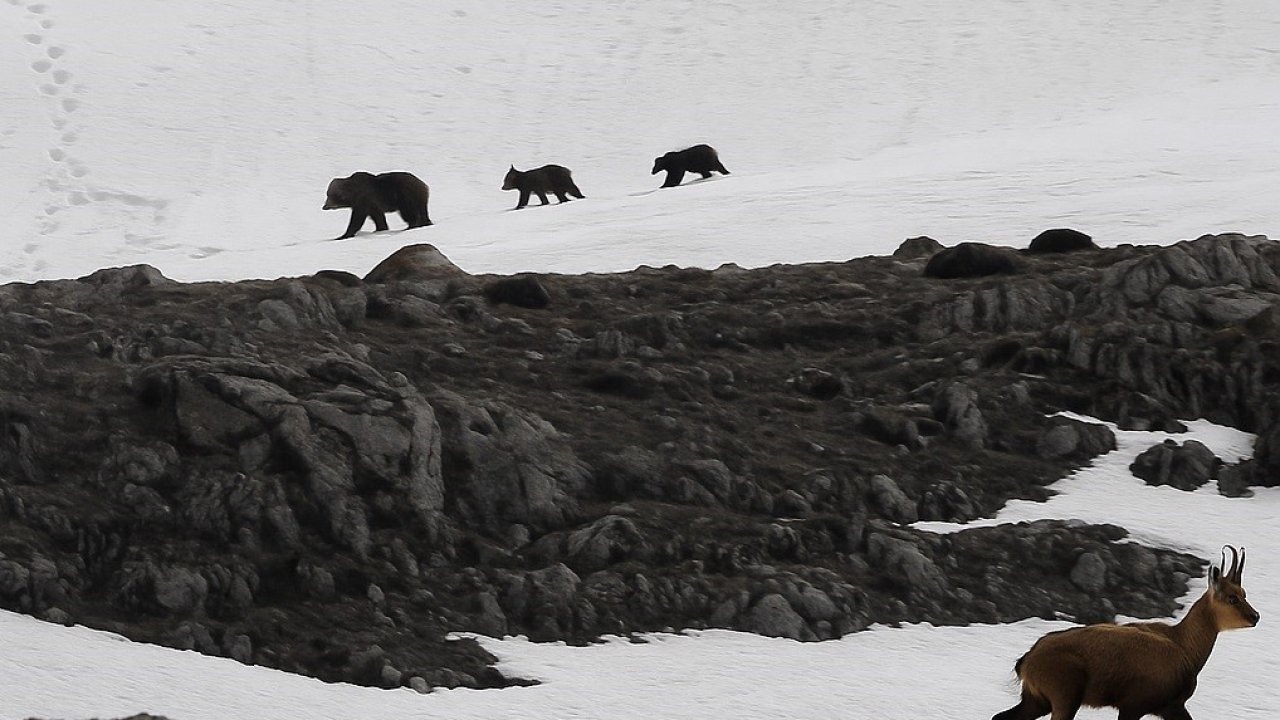 Munzur Dağı’nda nefes kesen anlar: Boz ayıdan kaçan dağ keçileri kamerada