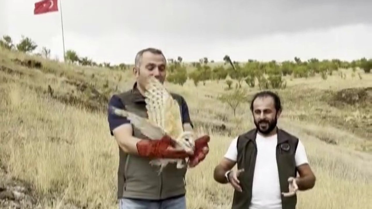 Peçeli baykuş yeniden yaban hayatta