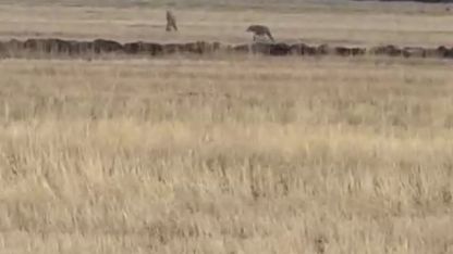 Susuz’da kurt sürüsü görüntülendi