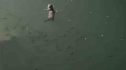 Tunceli’de su samuru görüntülendi