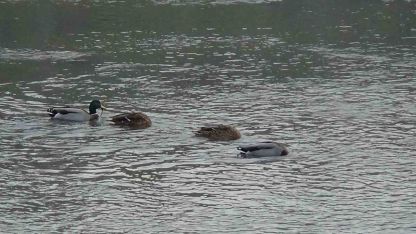 Kars Çayı, yeşilbaş ördeklere ev sahipliği yapıyor