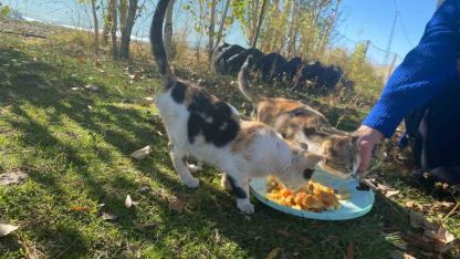 Sokak hayvanlarını elleriyle besliyor, onlara yuva oluyor