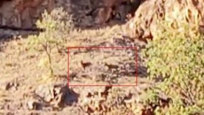 Sürü halindeki yaban keçileri görüntülendi