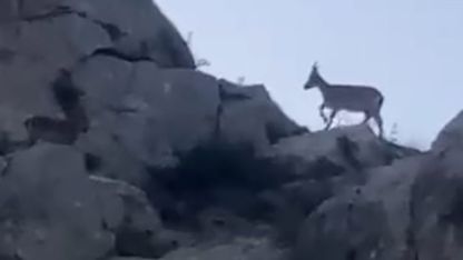 Malatya’da yaban keçileri görüntülendi