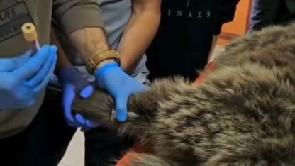 Kars’ta yaralı bozayının tedavisi yapılıyor
