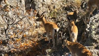 Erzincan dağlarında yaban keçileri görüntülendi