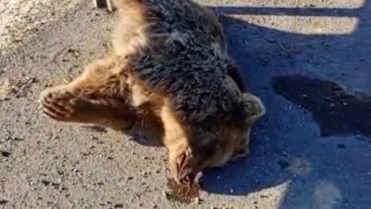 Aracın çarptığı ayı telef oldu