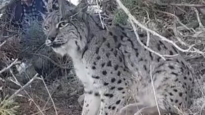 Van’da vaşak görüntülendi
