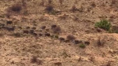 Elazığ’da domuz sürüsü görüntülendi